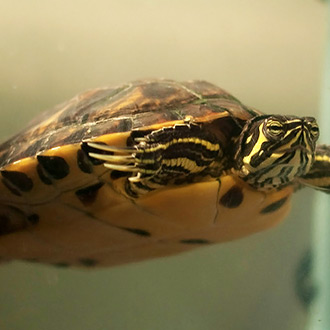 Yellow Belly Turtles – Tips for the Novice | HealthGuidance