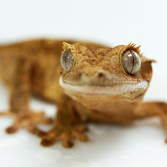 My Crested Gecko Will Not Eat | HealthGuidance