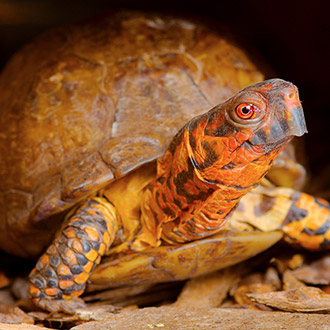 Three-Toed Box Turtles Make Great Pets | HealthGuidance