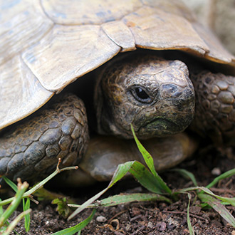 Turtle Age – Determining Turtle Age | HealthGuidance